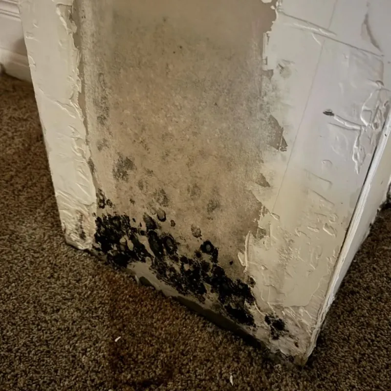 Professional Mold Removal in Diamond Bar, CA